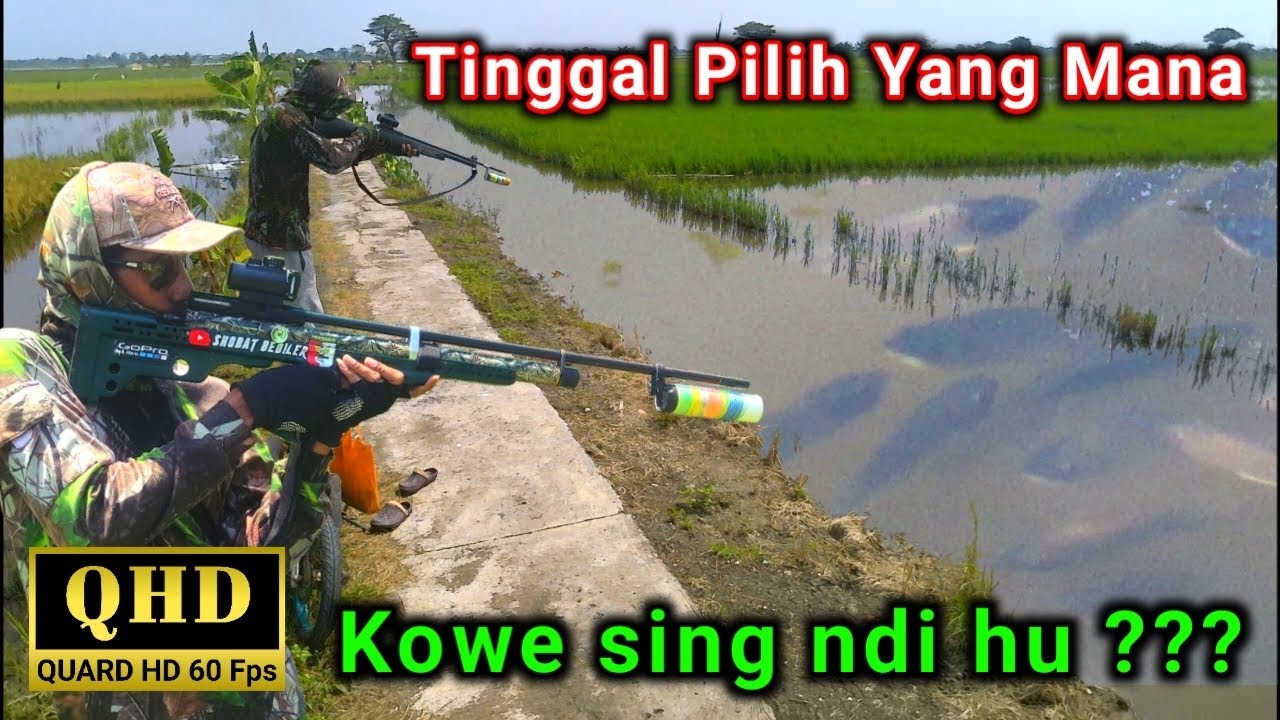 Melipir sawah setelah dipanen. Menembak ikan disawah setelah banjir.