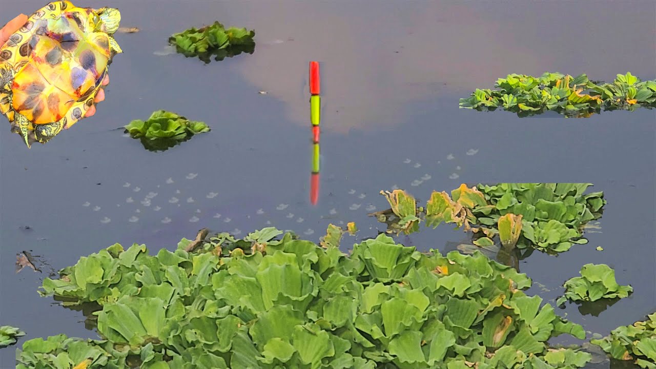 Câu Đài , Săn Cá Rô Phi Cụ Bất Ngờ Đụng Con Rùa Kéo Lút Phao