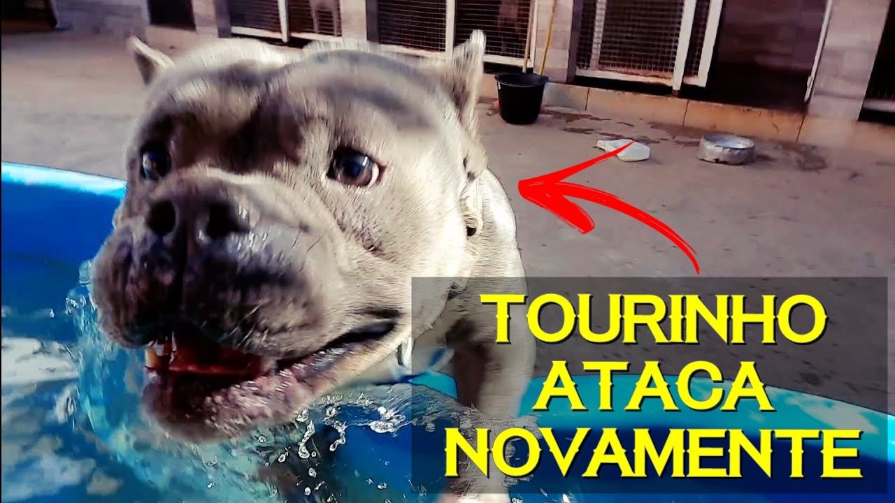 TOURINHO SURTOU E ATACOU NOVAMENTE E POR POUCO PEGAVA MINHA PERNA - ENTÃO BORA CORRIGIR ISSO.