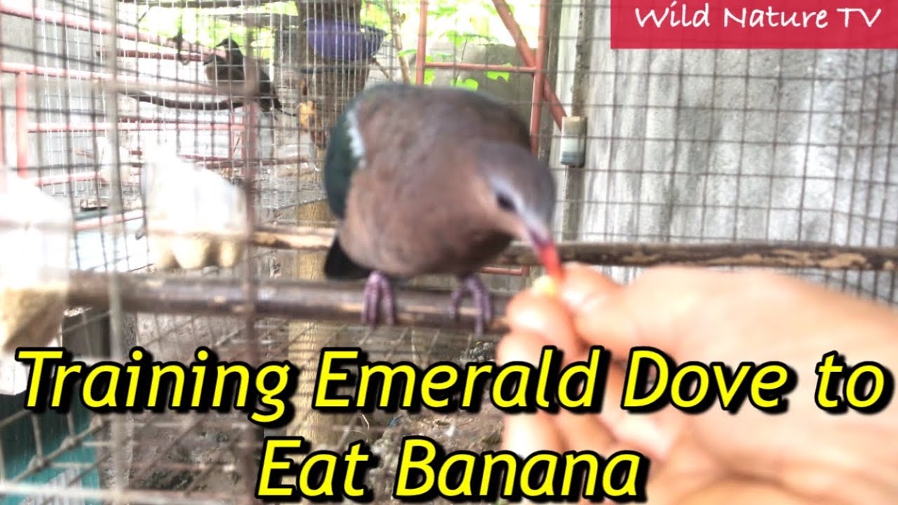 How to Train An Emerald Dove to Eat Banana | Hand Feed | Tamed Bird @WildNatureUniqueTV.