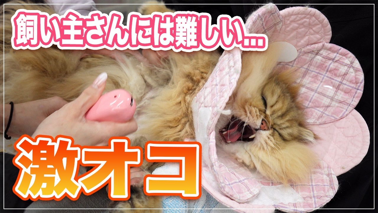 【ティノちゃん】超激オコなのに笑って施術してくれるみーちゃん先生が頼もしすぎる | これだけ激オコだと飼い主さんには厳しいかも【ペルシャ】