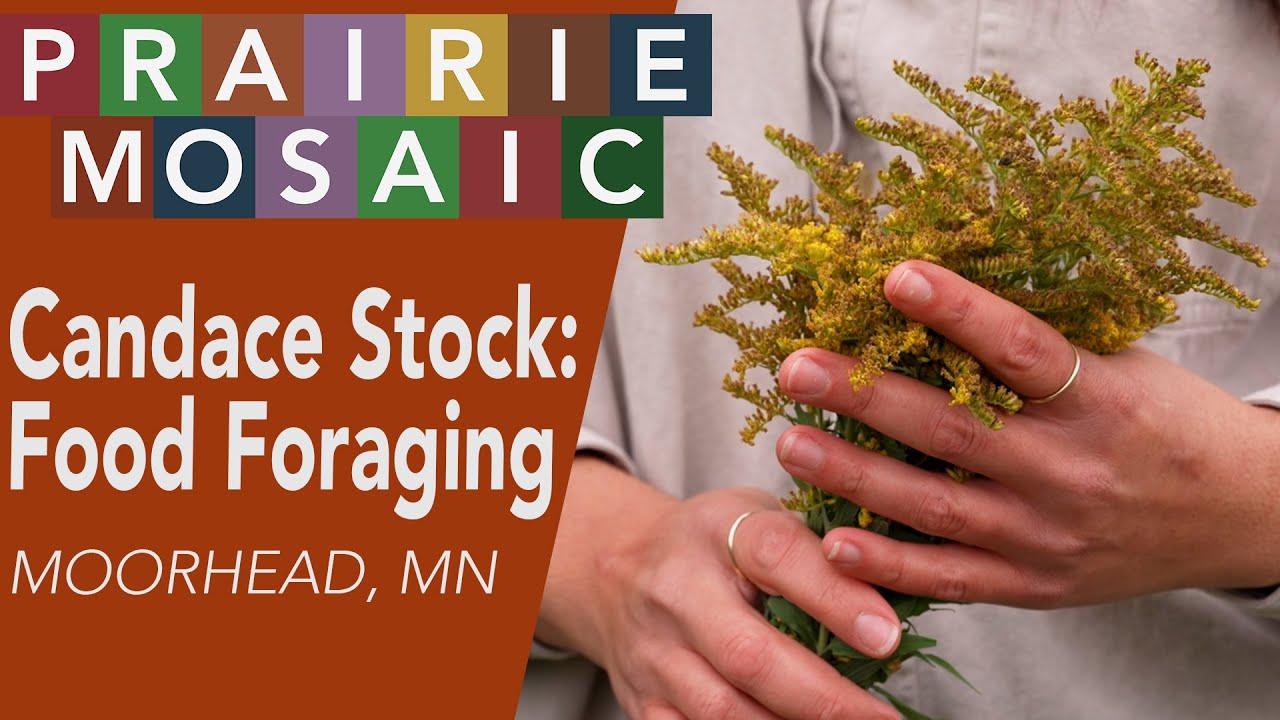 Foraging wild food in rural Minnesota | Prairie Mosaic