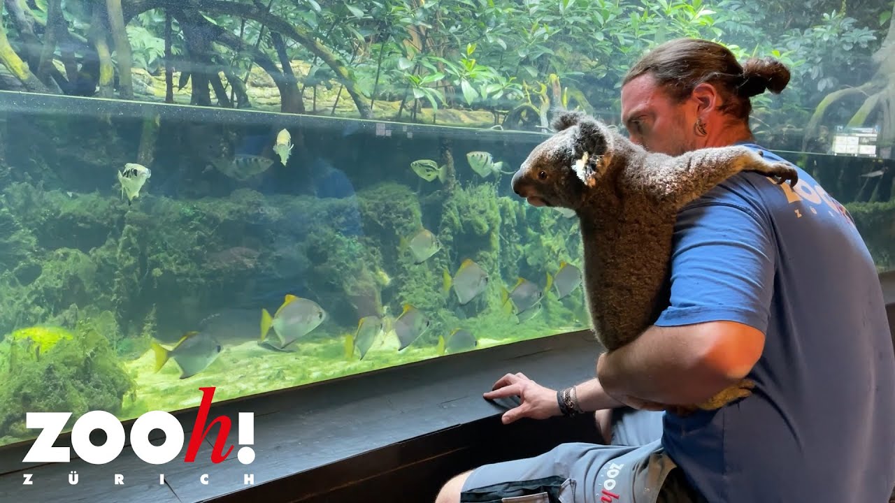 Tierpfleger Philipp spaziert mit Koala Uki durch den Zoo