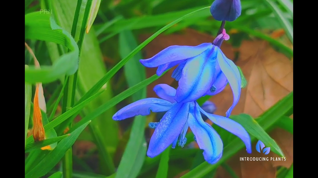 Scilla siberica or Siberian squill purple or blue flower