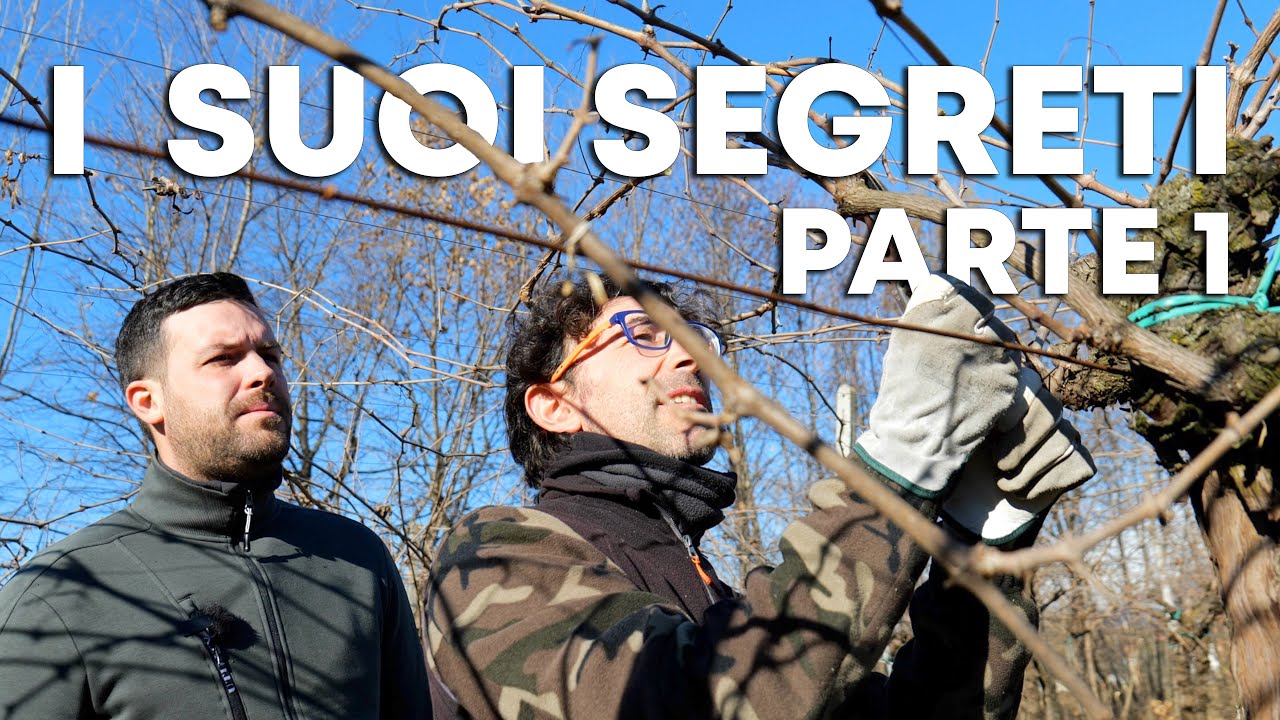 Manuel mi INSEGNA a POTARE il VIGNETO A PERGOLA