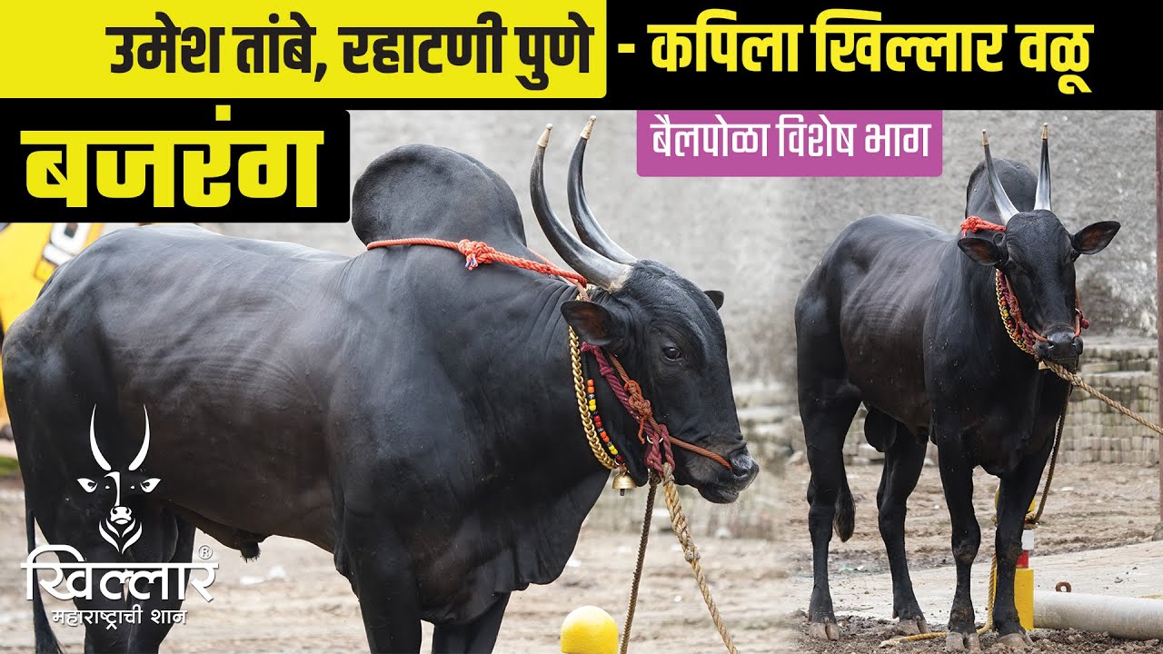 बजरंग - कपिला खिल्लार वळू, उमेश तांबे, रहाटणी । Khillar Maharashtrachi Shaan 2022