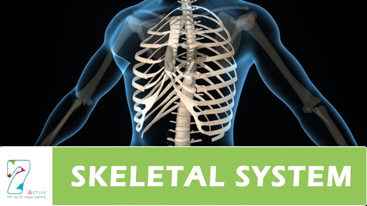 HUMAN SKELETAL SYSTEM
