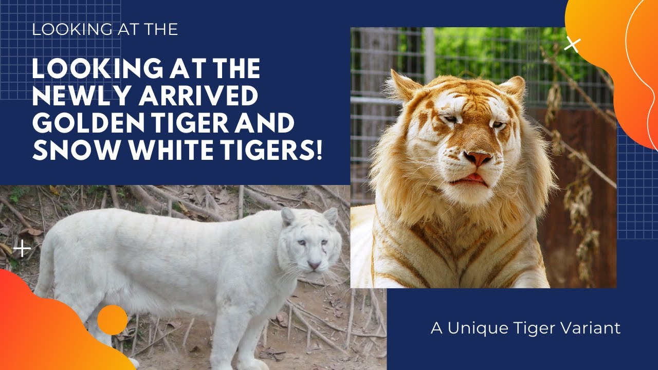 Golden tigers and Stripless Tigers!