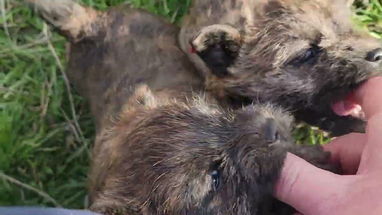 DanBar Cairn Terrier pups Jan 25