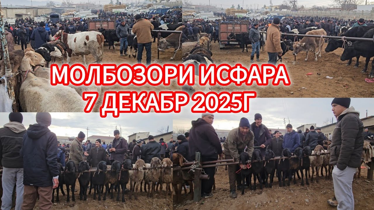 7-ДЕКАБР МОЛБОЗОРИ ИСФАРА БУКАЧАХО НИГОХБОРИ ГУНОЧИНХОИ НИГОХБОРИ ГУСФАНД 