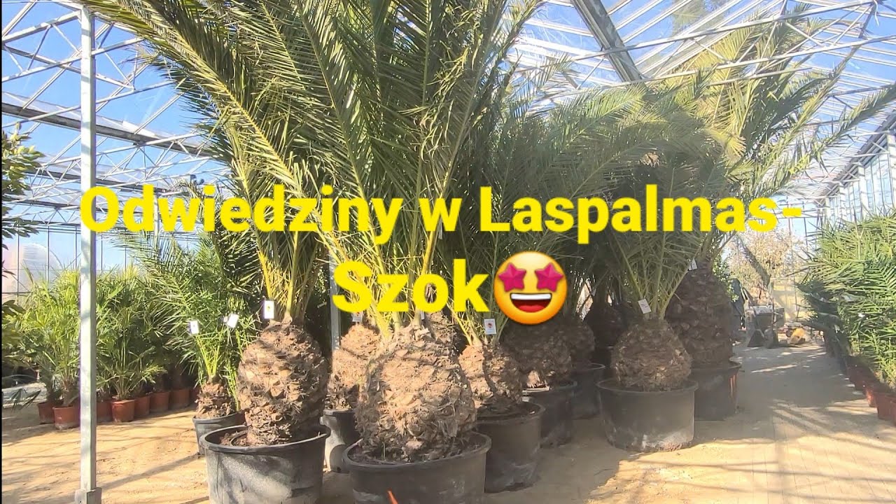 550#. Odwiedziny w Laspalmas...Szok🤩