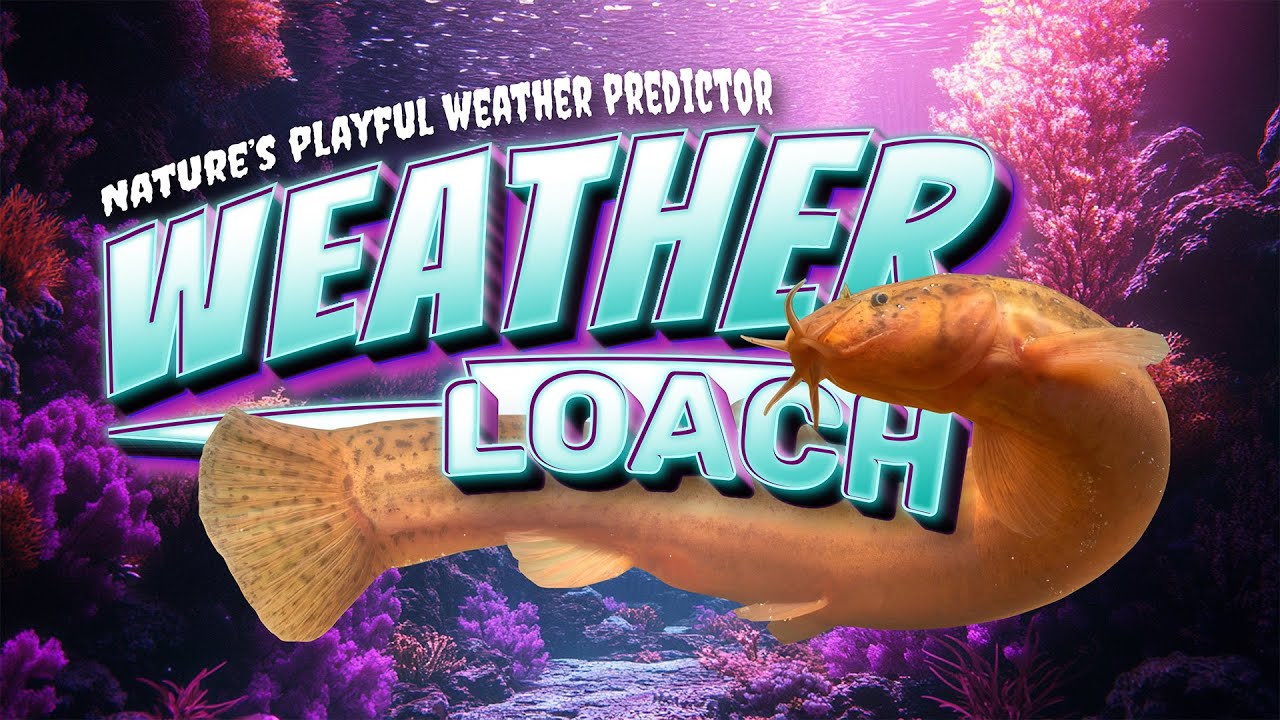 Dojo Loach Care Guide: Playful Weather-Predicting Cold Water Aquarium Fish & GREAT Tank Mate!