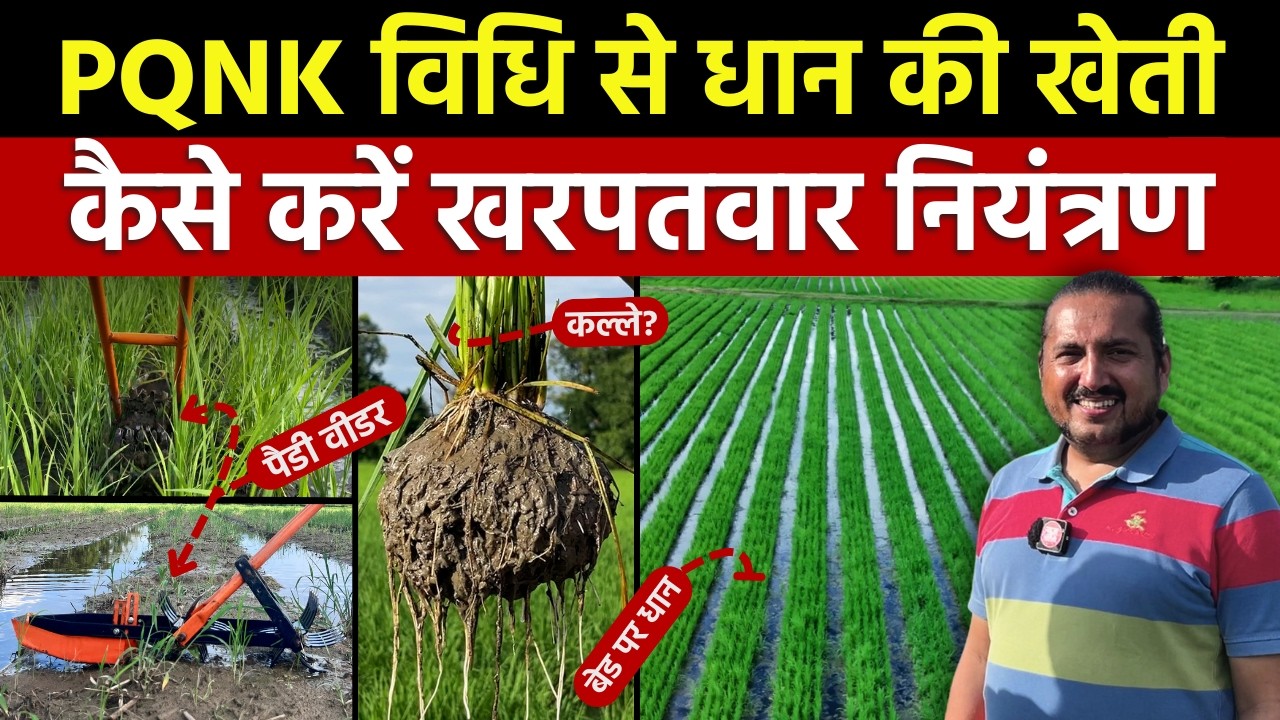 Kheti के PQNK मॉडल में खर-पतवार नियंत्रण कैसे करें ?  || Weed management in Paddy Crop || Part 3