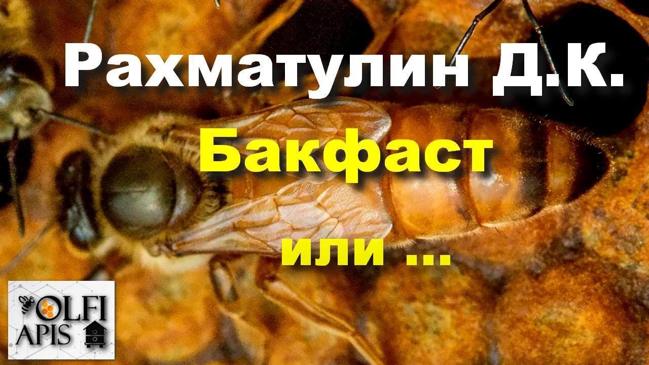#Рахматулин Д. К. Бакфаст или ...???