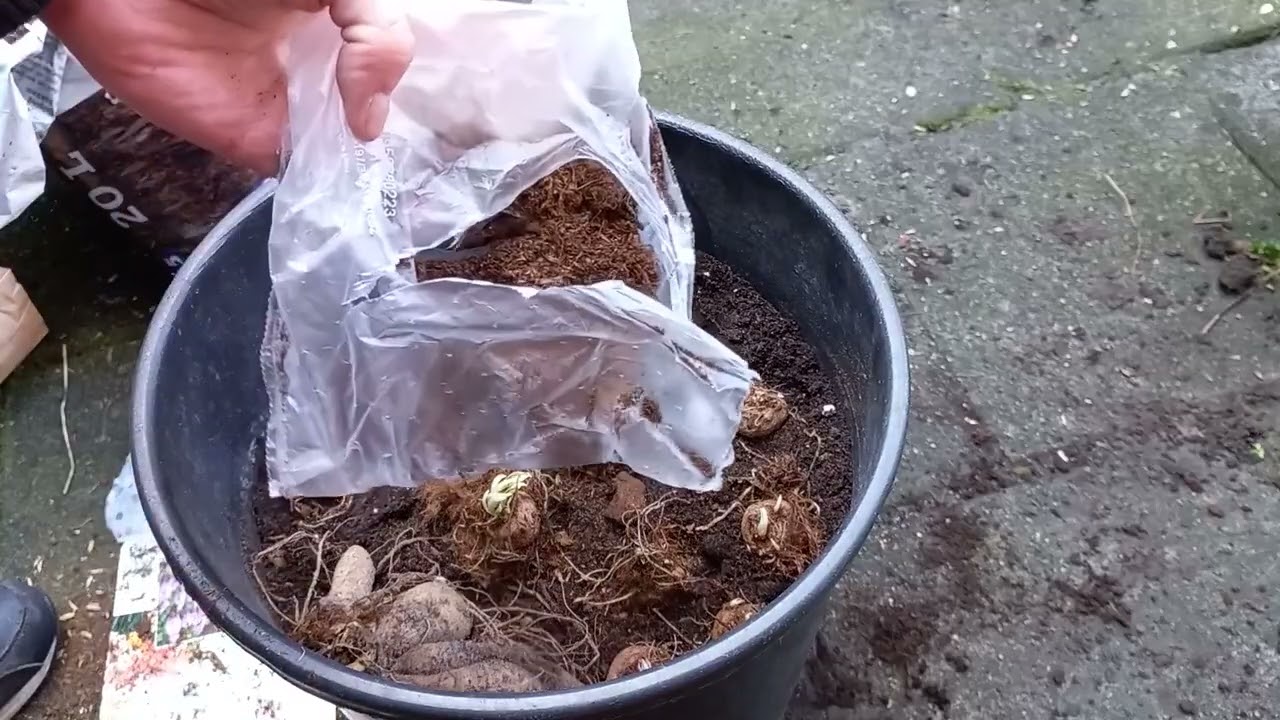 Hoe Plant je Dahlia en Liatris (Lampenpoetser) Bollen in Pot 🌼 | Stap-voor-Stap Gids (1/2)