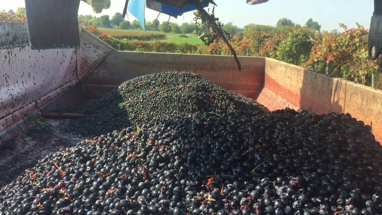 Vendemmia meccanica 2016 grasparossa Modena vendemmia con Braud Agrimpianti