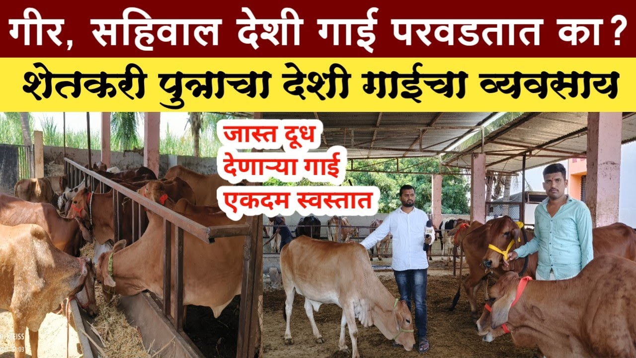 जास्त दूध देणाऱ्या गाई एकदम स्वस्तात | गाय खरेदी विक्री | सहिवाल गाय | sahiwal cow | Cow market