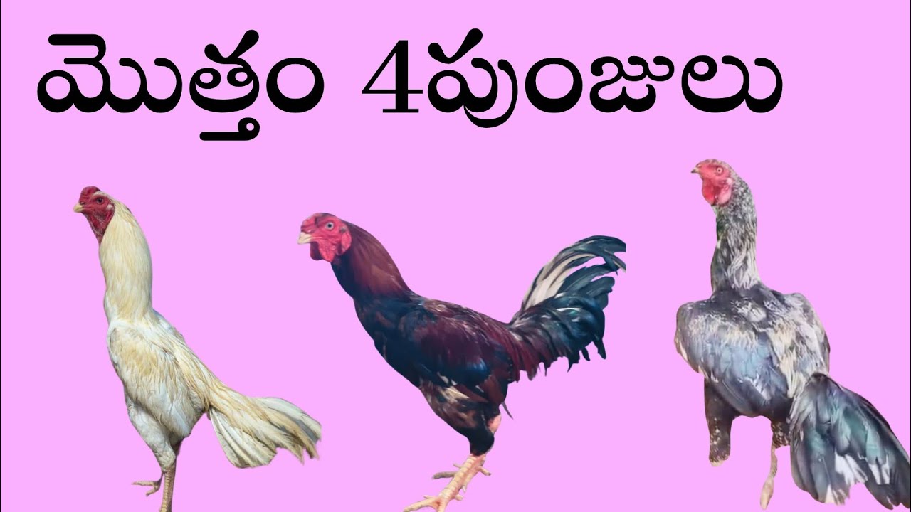 4 పుంజులు అమ్మకానికి #7075471377 #khrfarms #bhimavaram #natukollu 