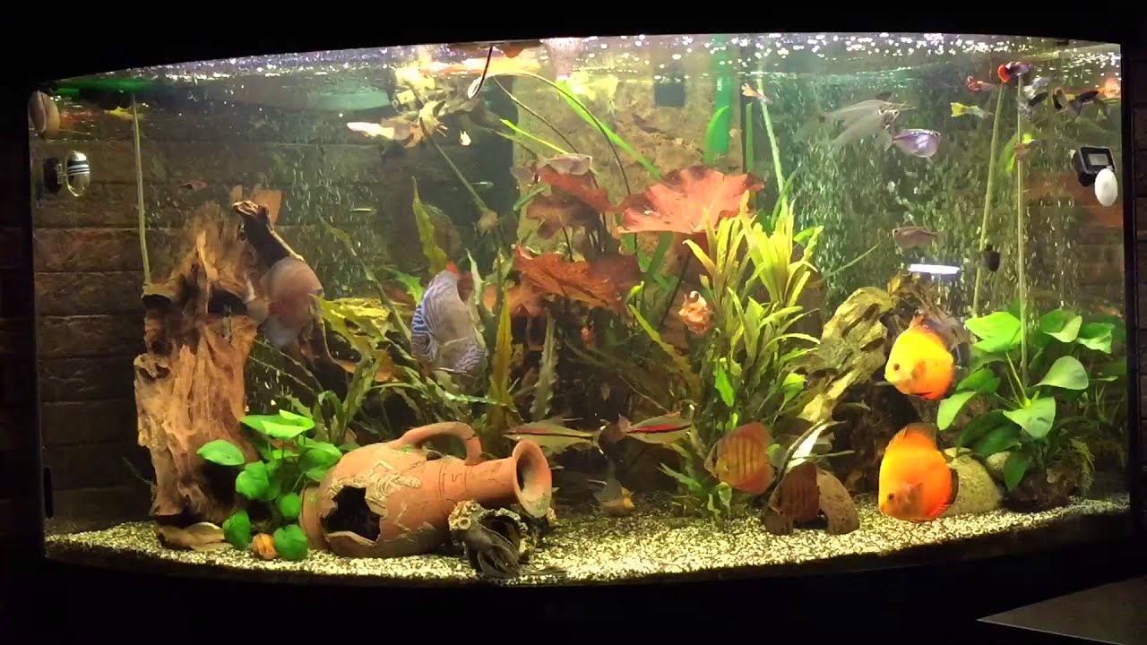Juwel Trigon 350 L