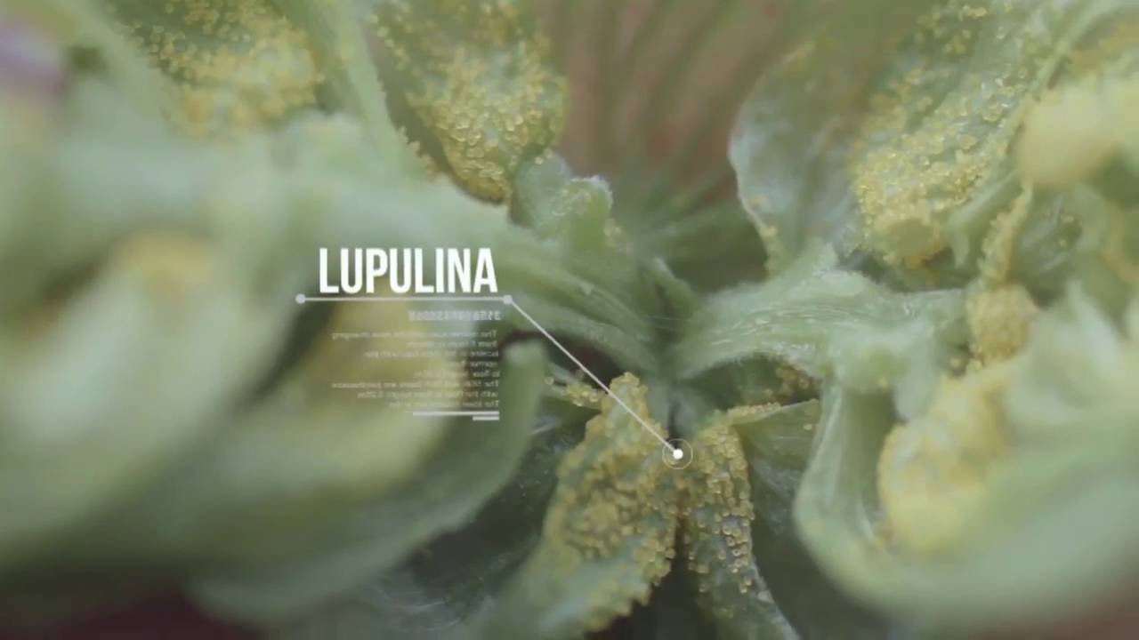 Así fabricamos nuestro propio lúpulo