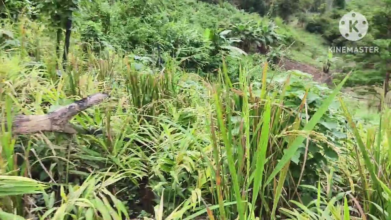 VAWIN LO KALNA VIDEO TAWITE