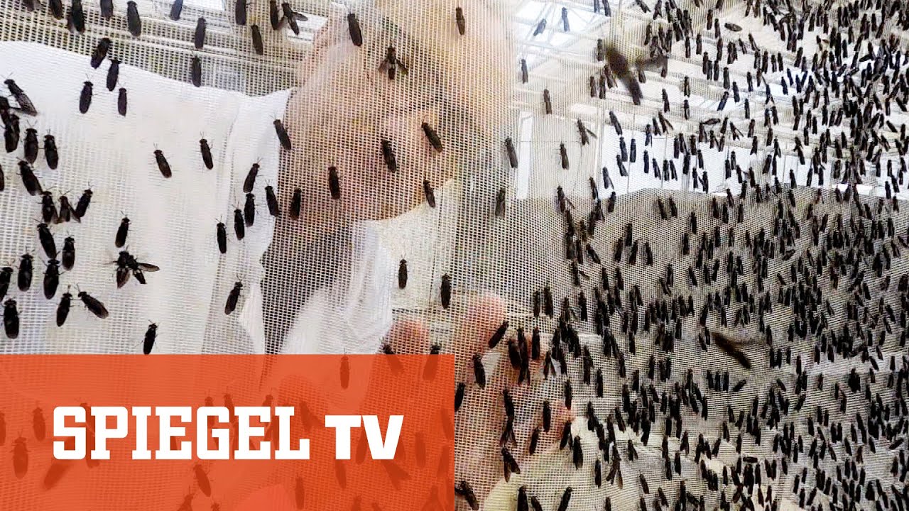 Die schwarze Soldatenfliege: Aus Mist Geld machen | SPIEGEL TV
