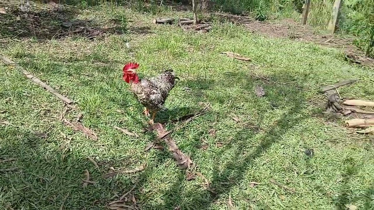 Tratando dos animais, e com medo do  galo nervoso 🤣