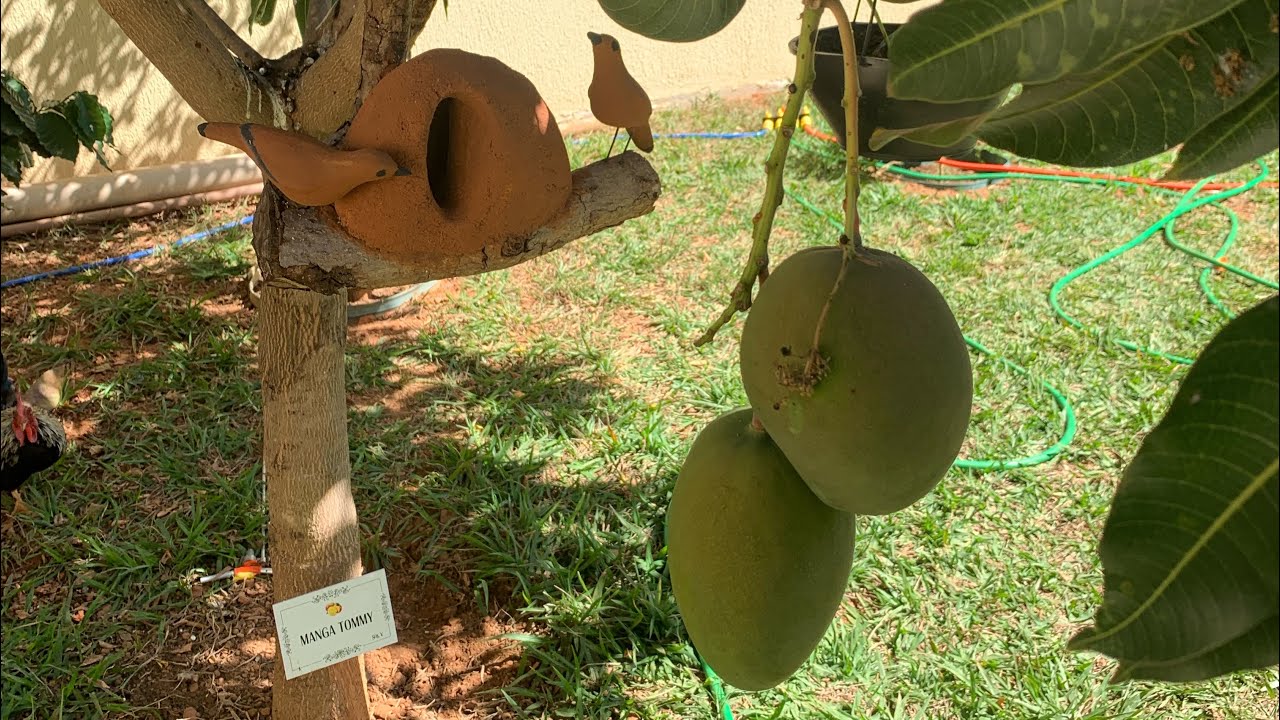 Frutíferas no meu quintal(meu pomar)