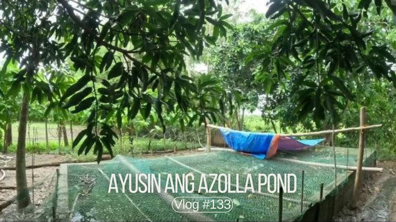 Ayusin ang azolla pond