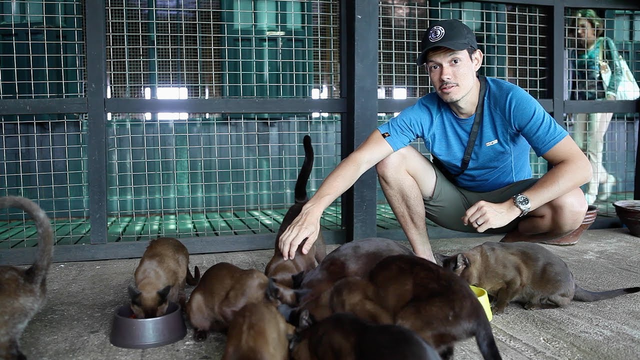 Burmese cats and burmese food at Inthar Heritage House - Inle Lake, Myanmar