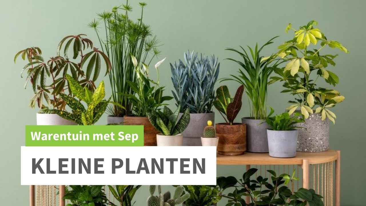 Kleine groene Kamerplanten