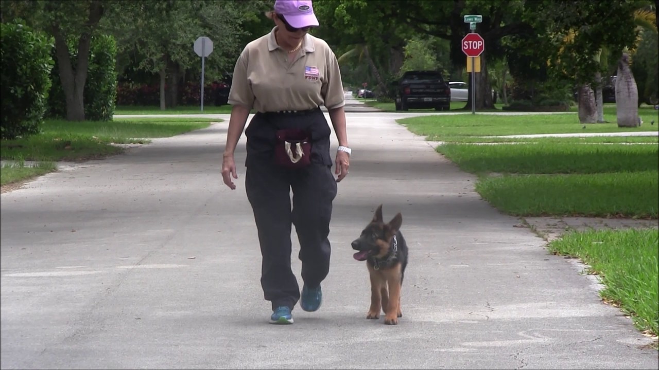 German Shepherd Puppy goes to BOOT CAMP!