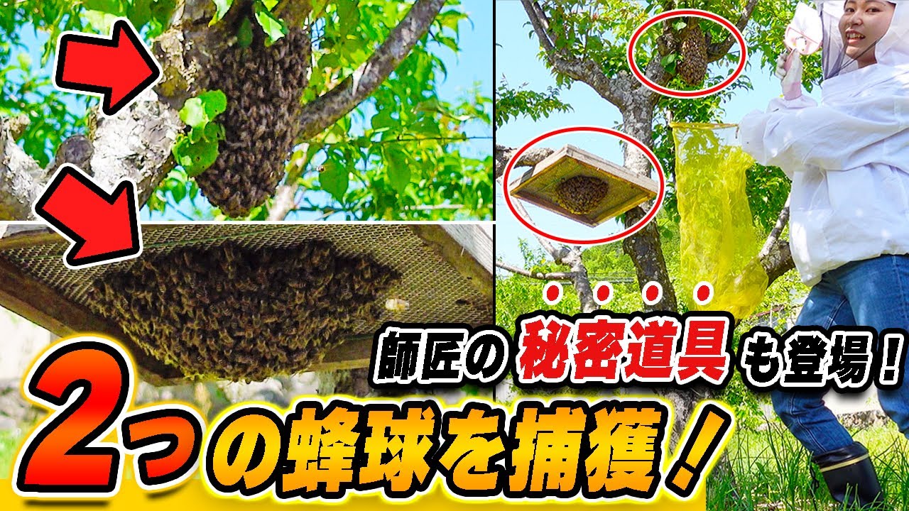 2つに分かれたニホンミツバチの分蜂蜂球を強制捕獲！師匠お手製グッズも新登場！