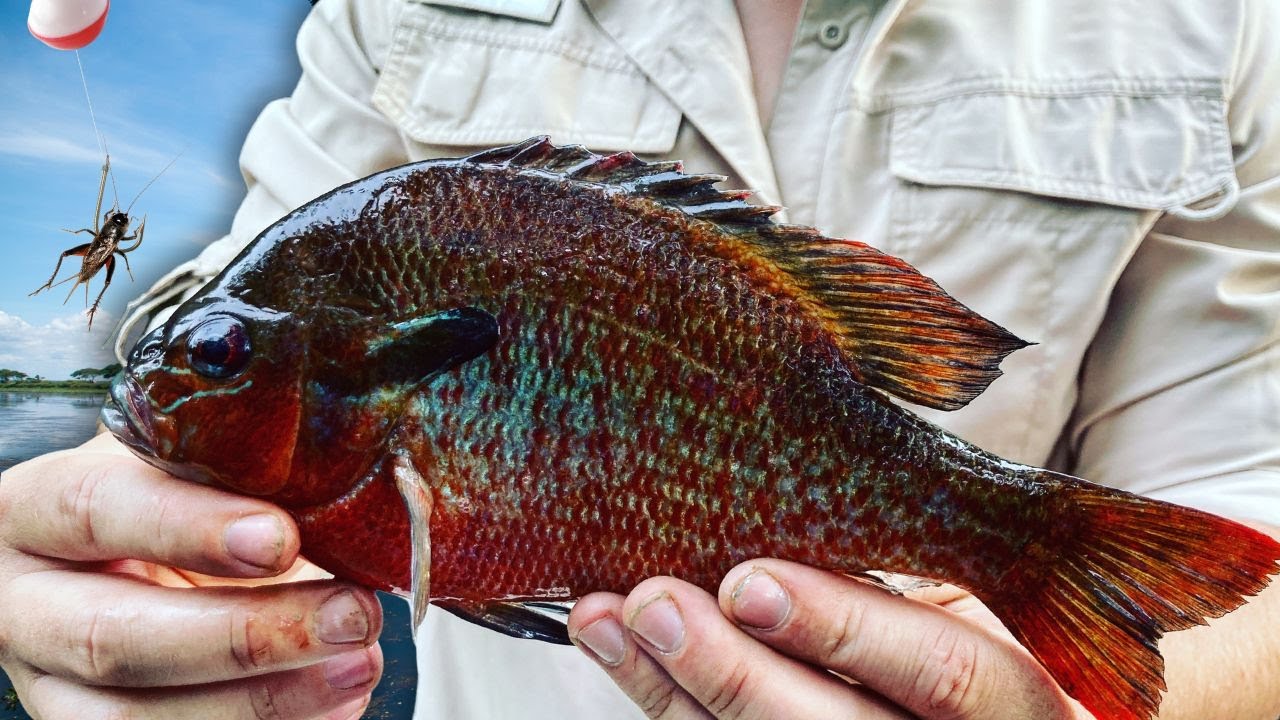 Catching Monster Redbreast on Live Crickets (Rooster/Titty Fish)