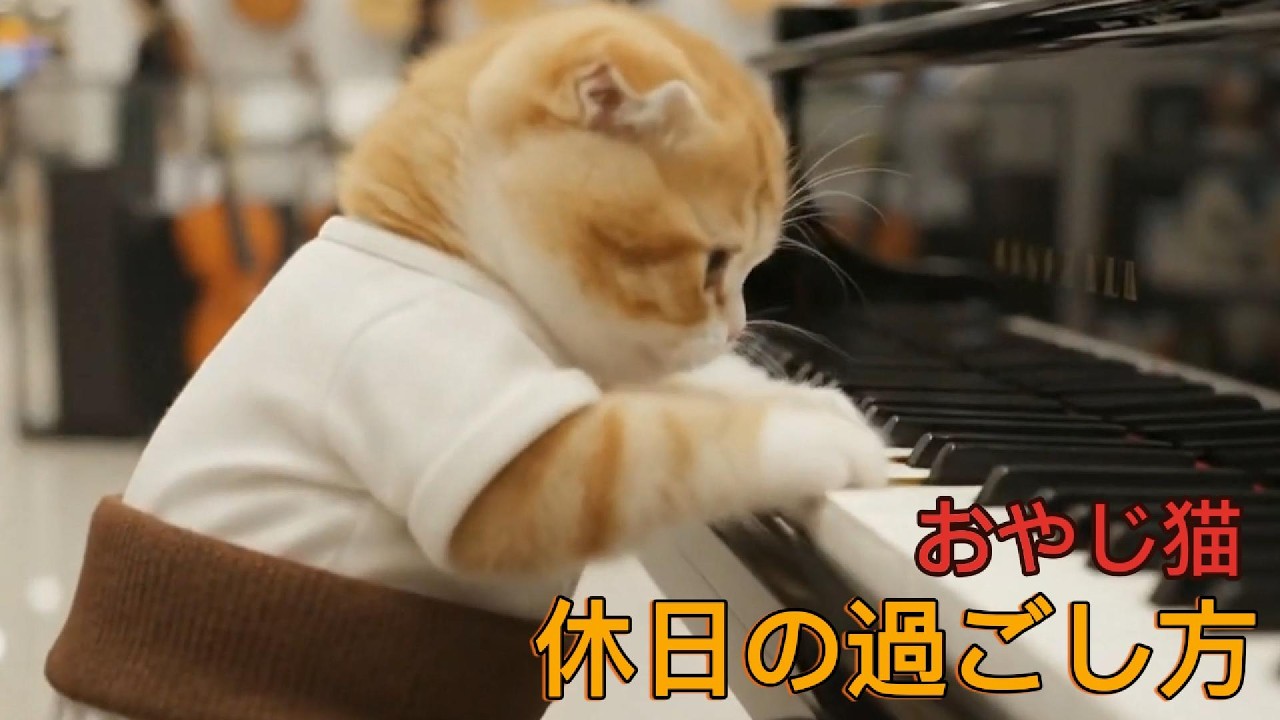 AI猫  おやじ猫♡とある休日の過ごし方♡意外と多趣味なのかもしれないにゃん🐾