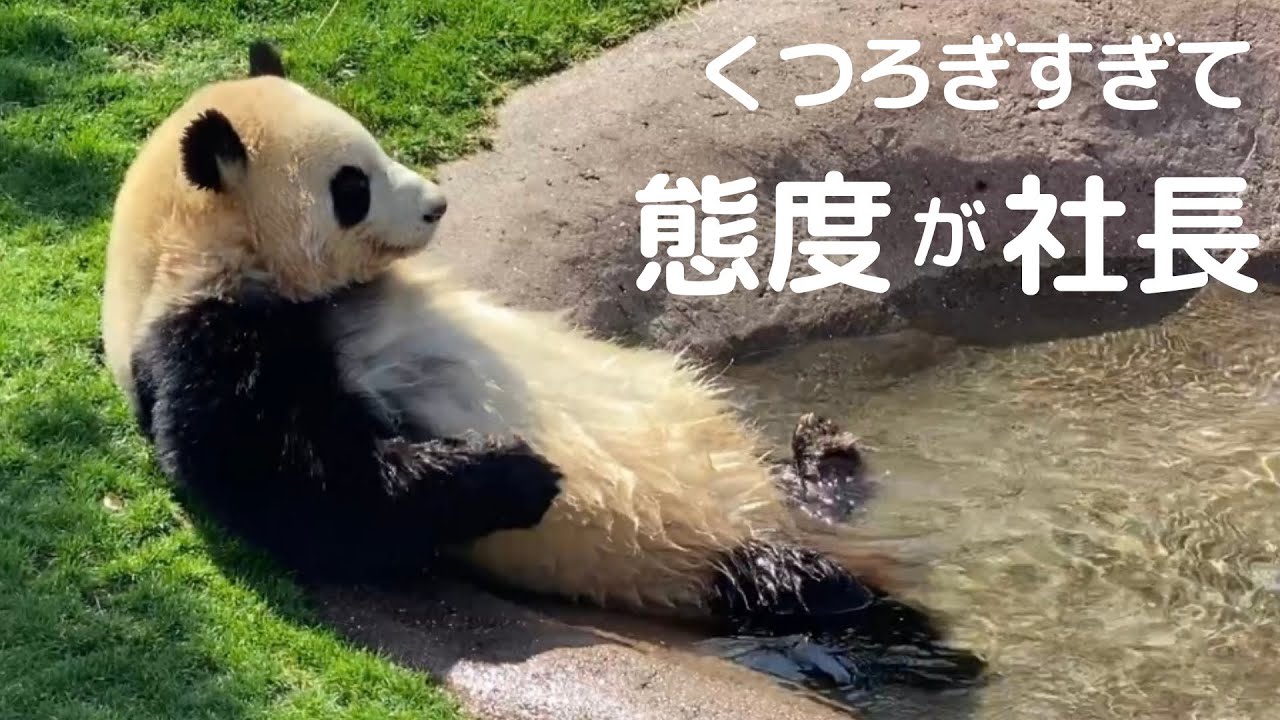 【激かわ❤】水風呂に入る彩浜がちっちゃいおっちゃんw掛け湯ついでに時々飲む😂🐼アドベンチャーワールド パンダ giantpanda
