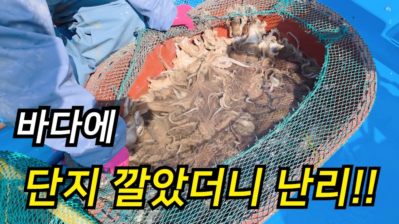 빈 조개껍질을 깔았더니이렇게 잡힌다고? 직접 잡아서 먹어보겠습니다. 생생한 조업현장