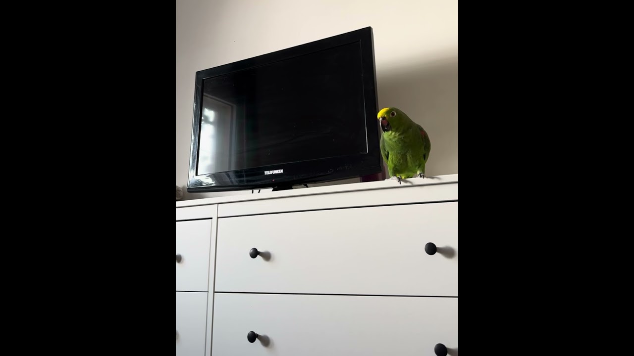 UN MIRTILLO PARROT CANTERINO
