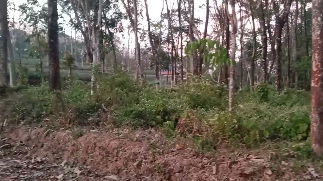 Piravom municipality  sale 70 cent Plot rubber tree   asking price per cent 55000 9567373110