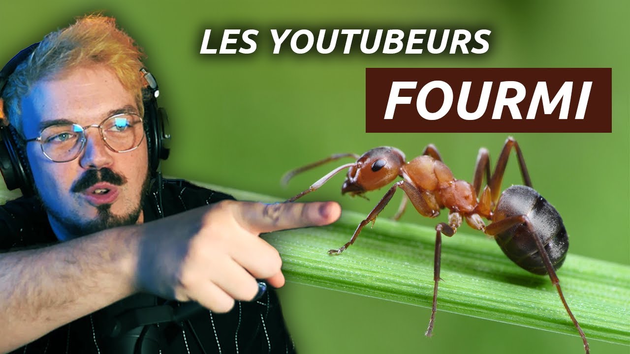 Je suis ULTRA FAN de fourmis maintenant