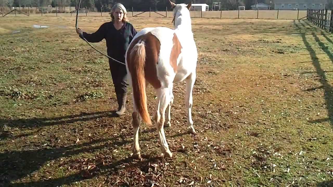Equine Ataxia Need diagnosis part 1