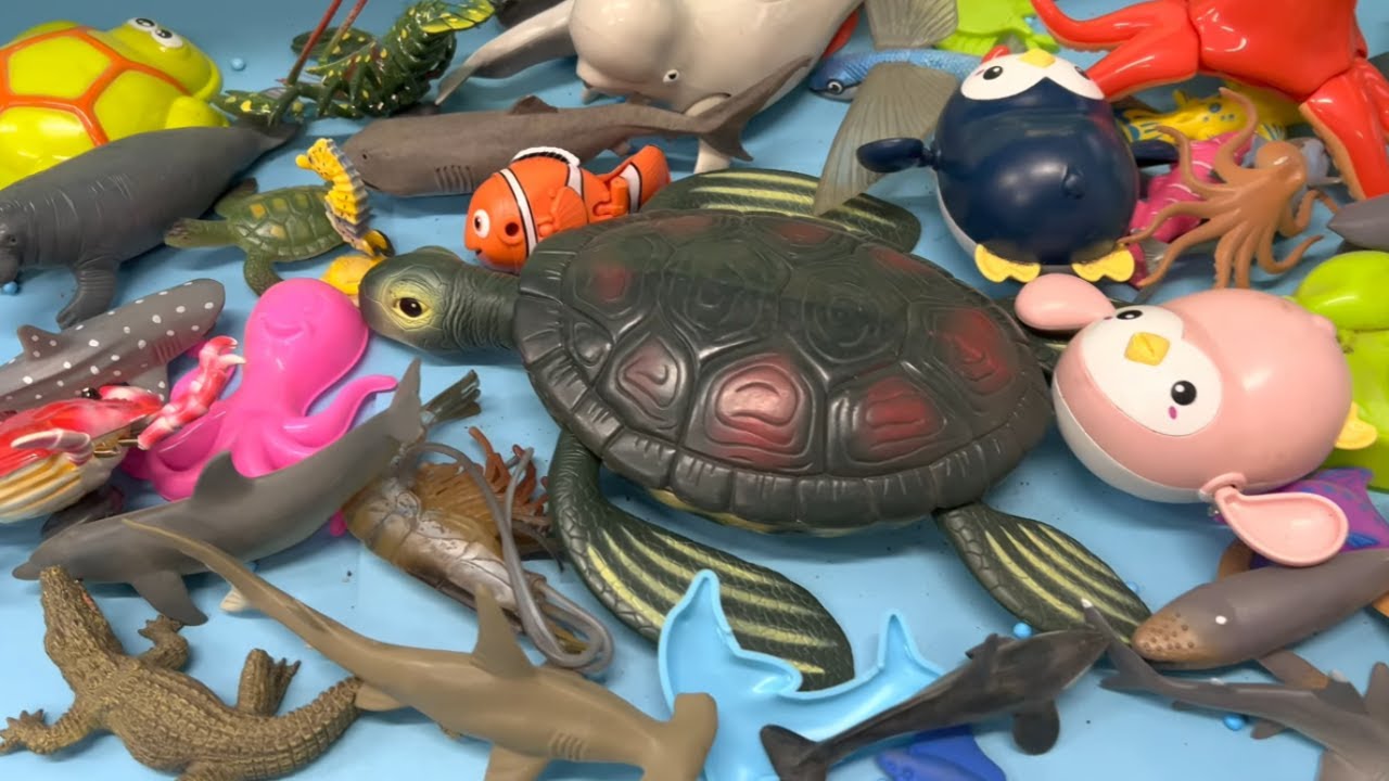 Sea Animal Slide & Flashcard Fun! 🐠 Learning Names for Kids