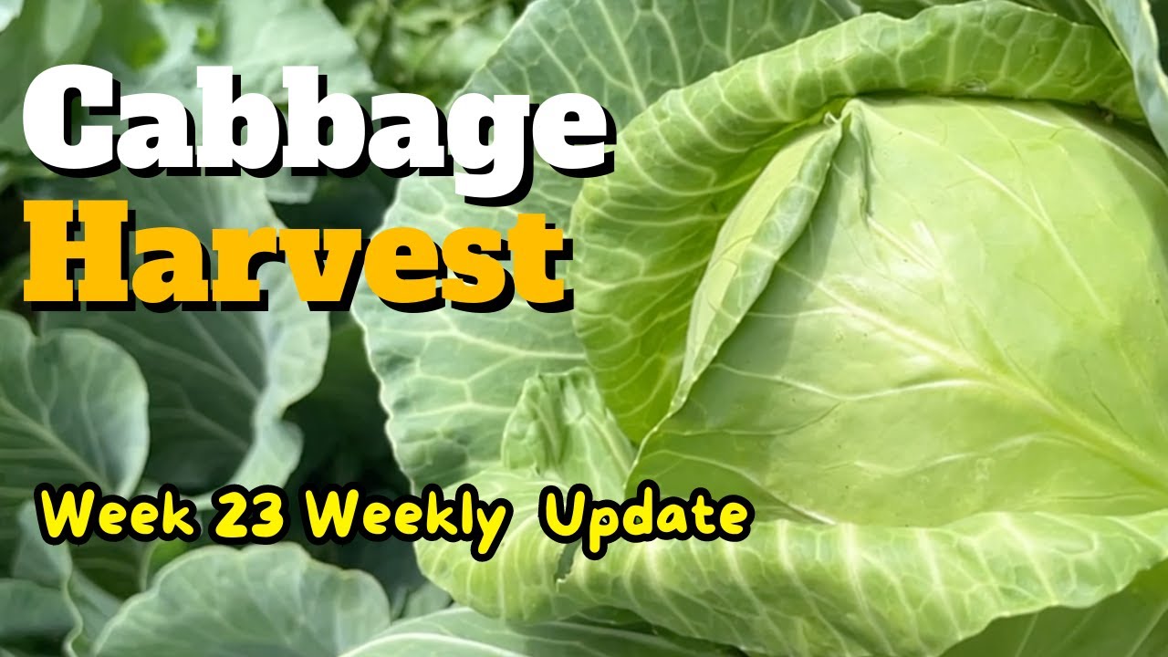 Time to Harvest the Cabbage