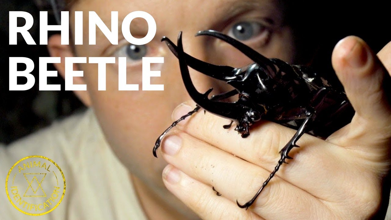 Нежный гигант? при участии Rhino Beetle