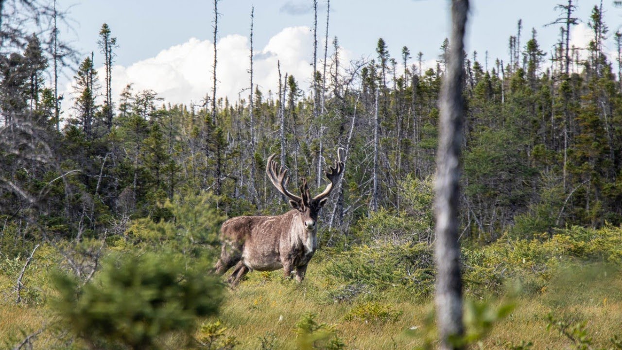 Journey Over 10,000 Year Old Fjords | Ep 6 - Caribou Up Close  - Man and Dog