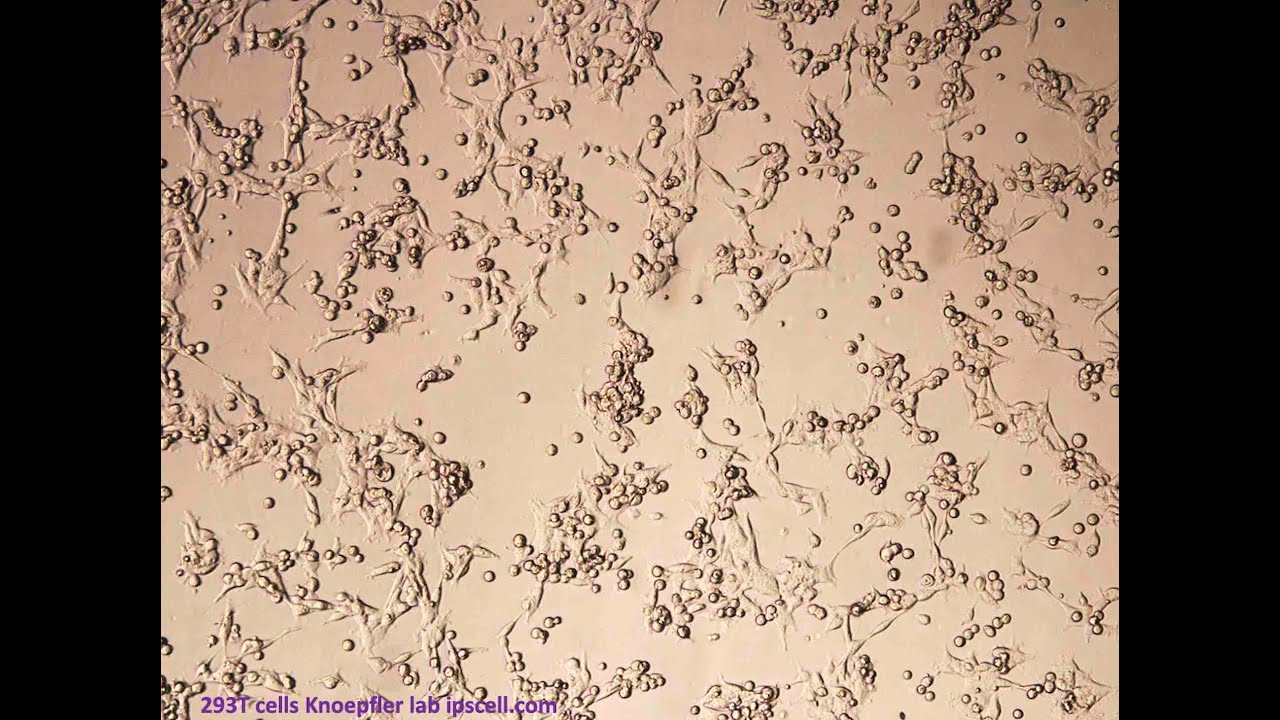 What are HEK 293 cells & their roles in research including on COVID-19?