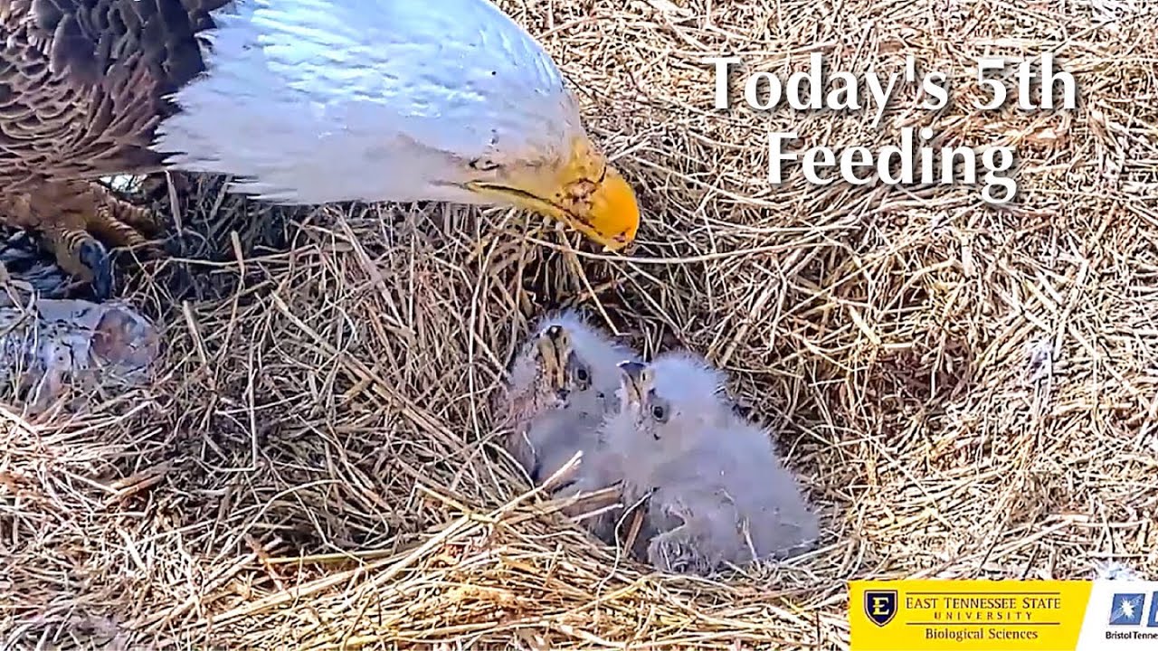 #37🦅BC28🐥4° & BC29🐥2°／Bluff City Bald Eagle Nest 2026／Frances💗Franklin ／ETSU/BTES Eagle Cameras