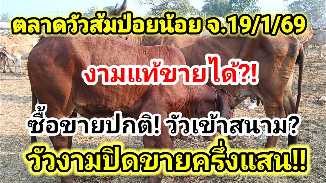 ด่วน!! นัดนี้วัวเลี้ยง วัวงาม วัวโครง วัวซาก ขายปกติ ราคายังเบาๆ