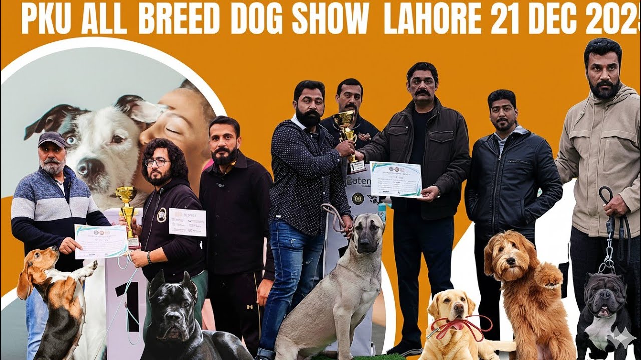 PKU ALL BREED DOG SHOW 21 DEC LAHORE PART 1🐕|Dog Show Pakistan |American Bully,Alabai,Turkish Kangal