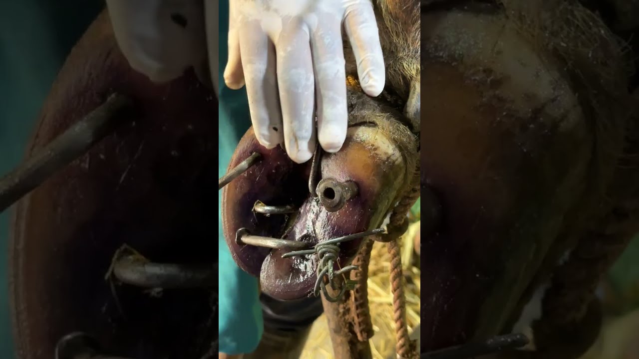 How to clean and treat cow hoof injuries caused by rusty nails or screws &mdash; safe extraction